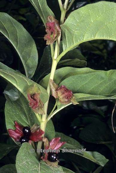 lonicera involucrata var involucrata 1 graphic